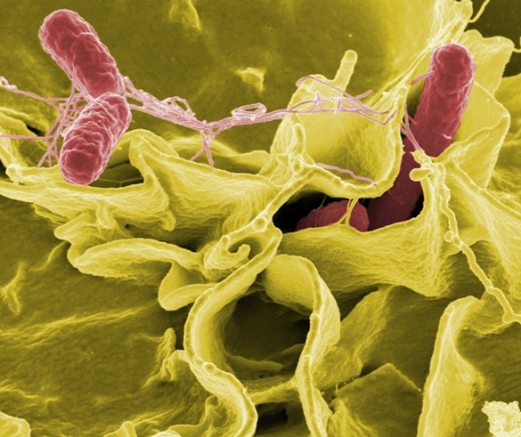 Resumo Bactérias