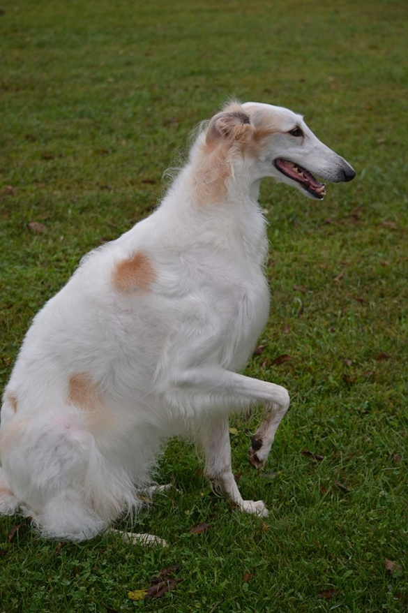 Resumo sobre os cães da raça Borzoi