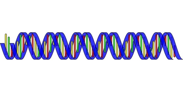 Ácidos Nucleicos. DNA / RNA. Ácido Desoxirribonucleico. Ácido Ribonucleico.