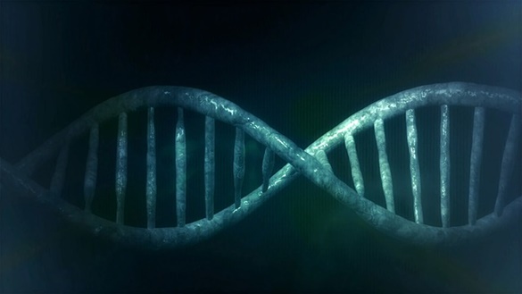 Duplicação do DNA e RNA