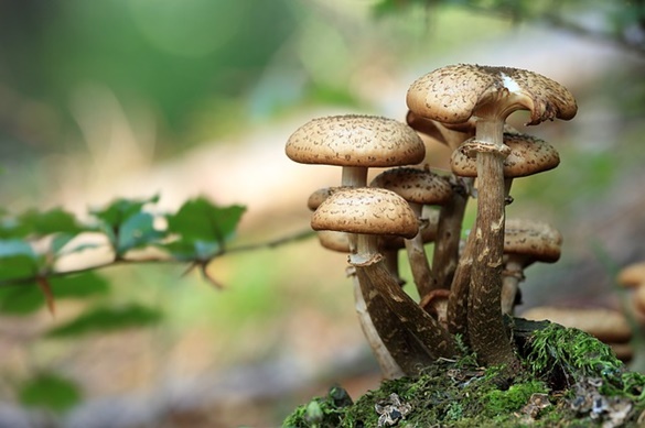 Reino Fungi