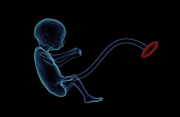 desenvolvimento embrionario e organogenese