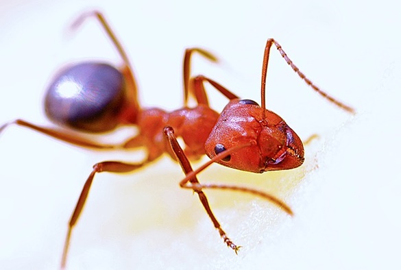 Relações das formigas com outros organismos