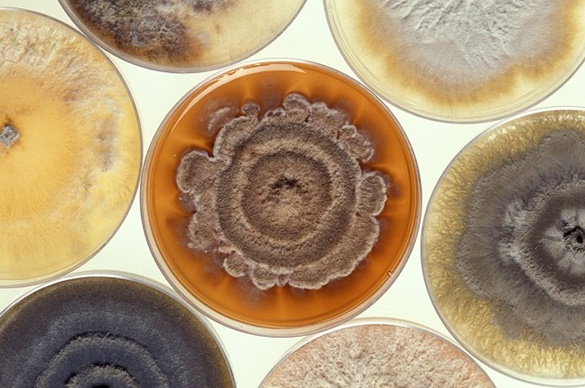 Reprodução assexuada nos fungos