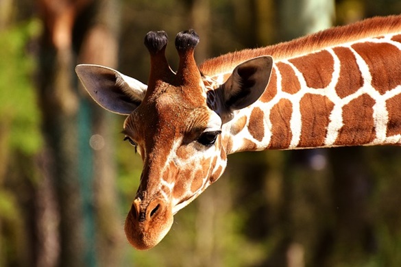 Girafa: Curiosidades e características
