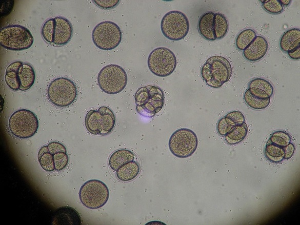 Meiose