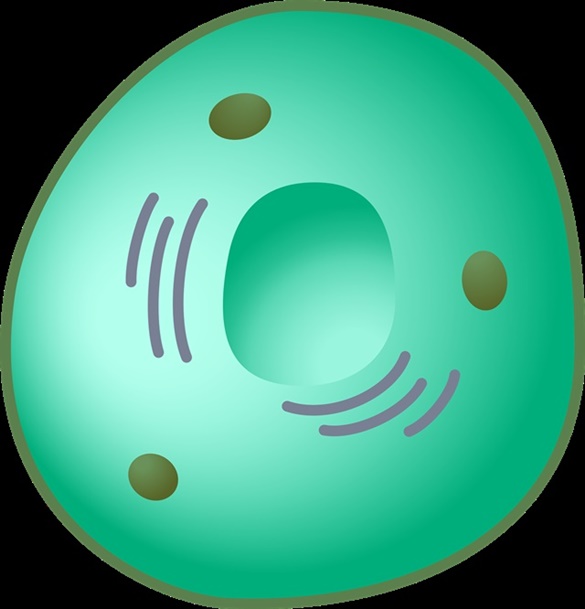 nucleo-celular-e-cromossomos-importancia-estrutura-e-componentes