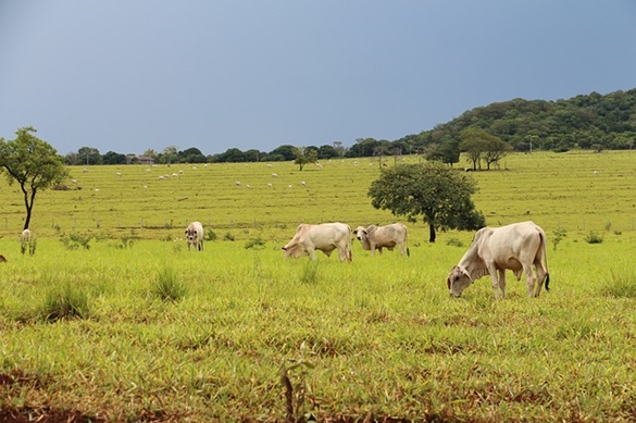 Pecuária no Brasil Colonial