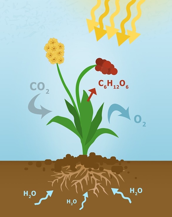 Reação química na fotossíntese