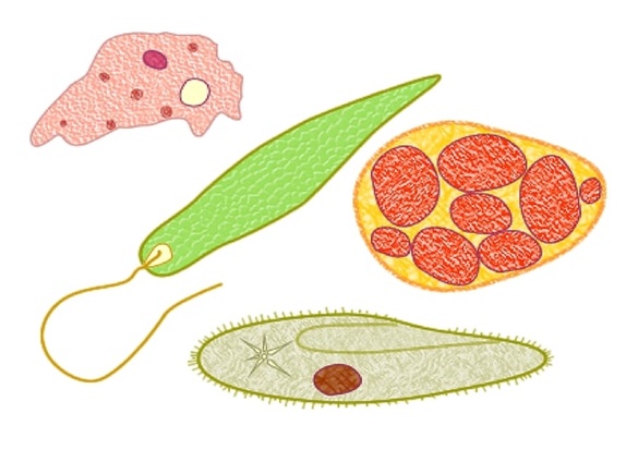 Resultado de imagen de reino PROTOCTISTA