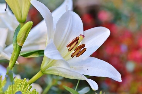 flores flores