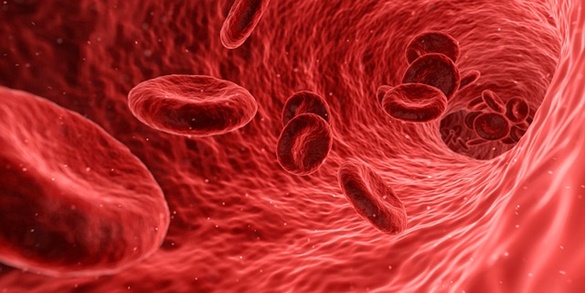 Sangue, Plasma, Tecido Hematopoiético