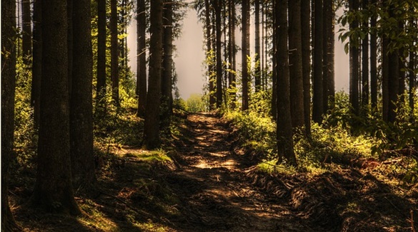 Taiga (Floresta de Coníferas ou Floresta Boreal)